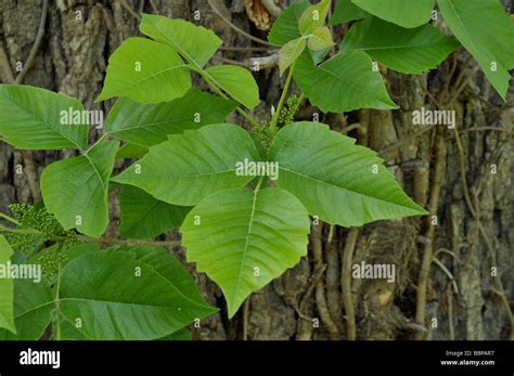 Poison Ivy Rash Immagini E Fotografie Stock Ad Alta Risoluzione Alamy
