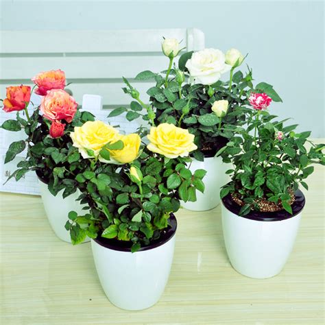 Growing Miniature Roses In Containers