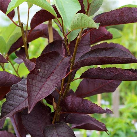 Prunus Canada Red Canada Red Chokecherry Mail Order Trees