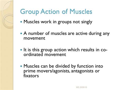 Group Action Of Muscles