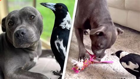 Family share heartbreaking video in bid to reunite magpie Molly with