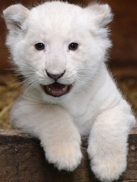 Rare White Lion Cub Appears At Hertfordshire Wildlife Park