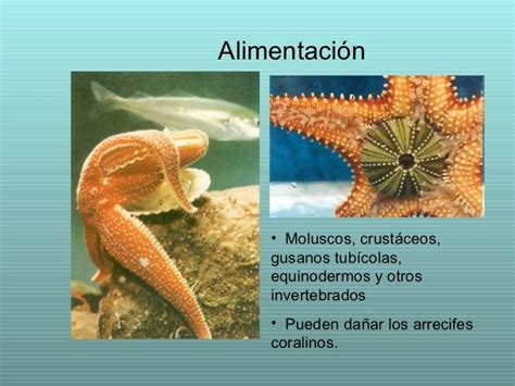 Se cree que aparecieron en la tierra hace unos 80 millones de años. Pin en Equinodermos