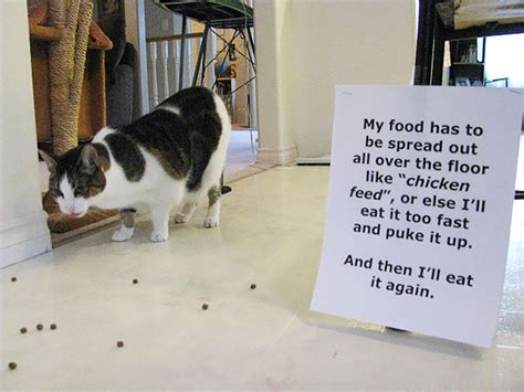 Cat Shaming Bored Panda