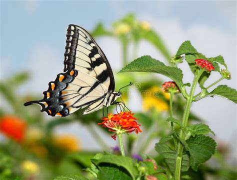 Tigre Orientale Swallowtail Immagine Stock Immagine Di Botanico