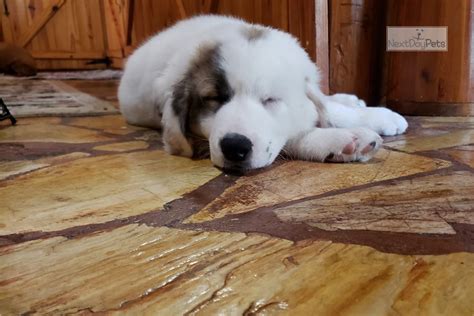 Some claim at one time there were two lulu the maremma sheepdog as a puppy at 4 1/2 months old jumping around the yard. Gideon : Maremma Sheepdog puppy for sale near North ...