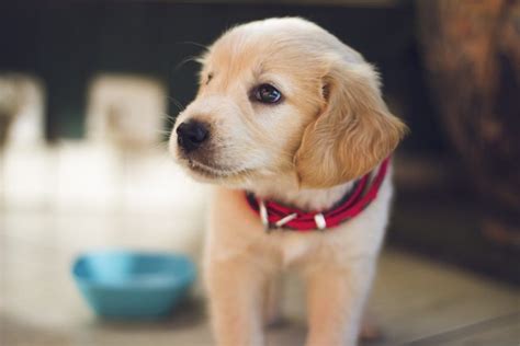 Since health insurance policies for exotic animals may vary greatly from one company to the next, it's smart to do plenty of research when shopping for exotic pet insurance. Pet Health Insurance | Eustis FL | (352) 589-5200 ...