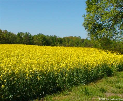 Check spelling or type a new query. Yellow Fields Of Flowering Rapeseeds For Canola Oil In ...