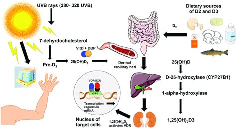 Criteria of relation of vitamin d to food supplements and medications were discussed, basing on composition and dosage of cholecalciferol. | vitamin D3 synthesis from sun exposure and food. Vitamin ...