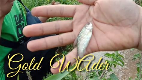 Mancing Ikan Wader Babon Wader Di Aliran Sungai Kecil Yang Keruh Youtube