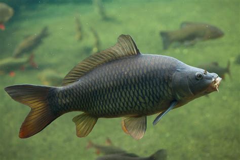 carp characteristics what do carp eat and more badangling