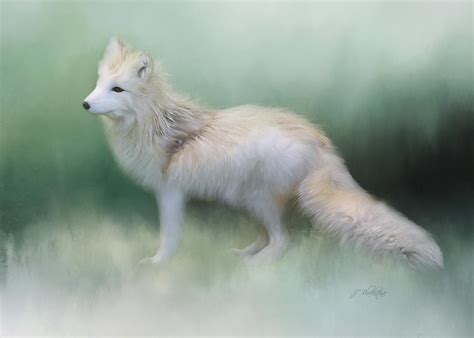 At The Centre Arctic Fox Art Painting By Jordan Blackstone