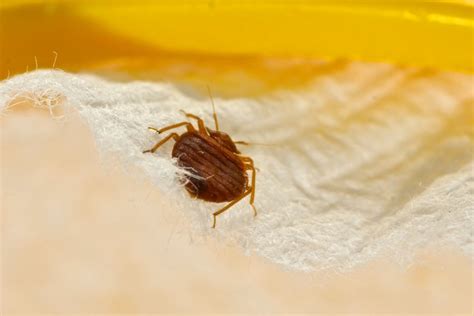 How To Find Bed Bugs During The Day Detailed Guide Beezzly