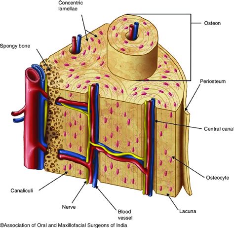 Cross Section Of Bone Showing A Cortical Bone And Spongy Cancellous