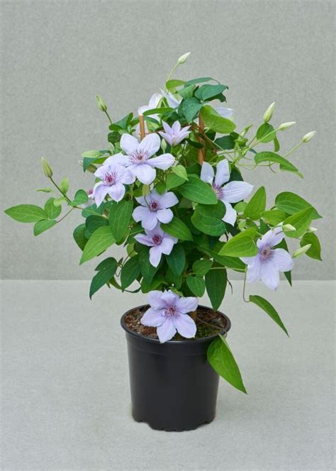Boulevard® ninon™ clematis 'evipo052' common name: Tytuł strony