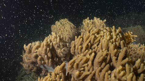 Watch One Of Nature S Biggest Sex Show The Great Barrier Reef S Annual Coral Spawning