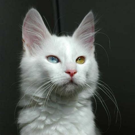 Cat With Different Color Of Eyes Angora Cats Turkish Angora Cat