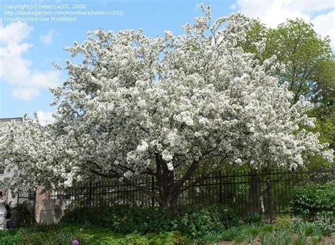 We did not find results for: PlantFiles Pictures: Flowering Crabapple 'Donald Wyman ...