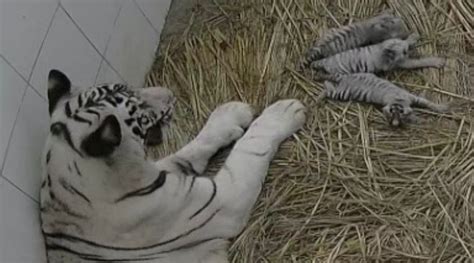 White Tiger Cub Born At Delhi Zoo In Aug Dies Another Shows Similar