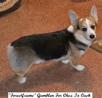 Donate get a tax deduction: Search locally for Pembroke Welsh Corgi Breeders nearest ...