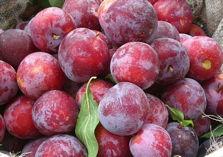 Kelebihan buah epal merah, pigmen merah yang terdapat pada kulit buah tersebut mengandungi sejenis bahan yang di panggil likopena. Gambar Buah Epal Merah - Gambar LMN