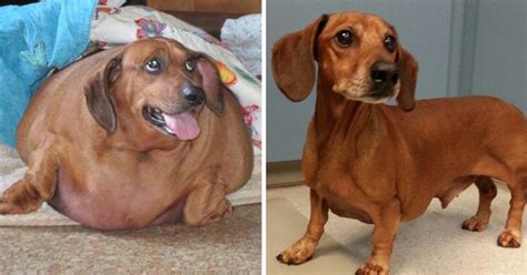 Obese Dachshund Drops 50 Pounds Becomes A Calendar Model The Dodo