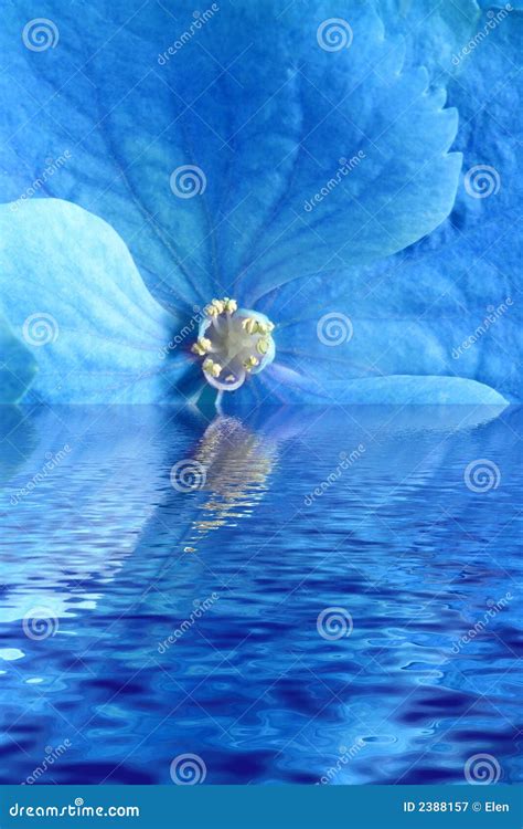 Blue Flower In Water Stock Image Image Of Colorful Color 2388157