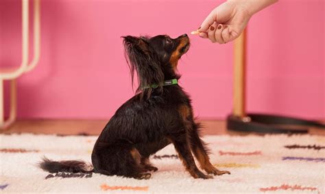 How To Teach A Dog To Sit Step By Step Bechewy