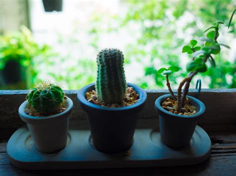 Here are some of the survival tactics that help determine how long can a cactus live. Cactus can live trees even in the dry arid desert to die ...