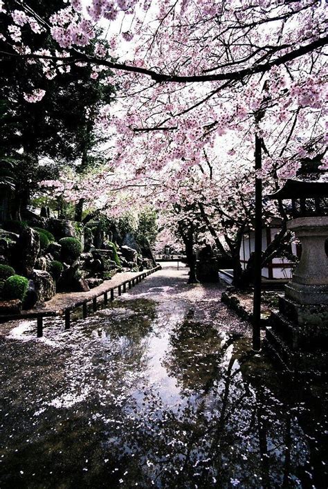 Cherry Blossoms After The Rain🌸🍃☔ In 2020 Cherry Blossom Japan