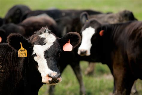 Protecting Missouri's Livestock - Farm Flavor