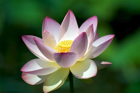 What Is The Stem Of Lotus Flower Comunidad Green
