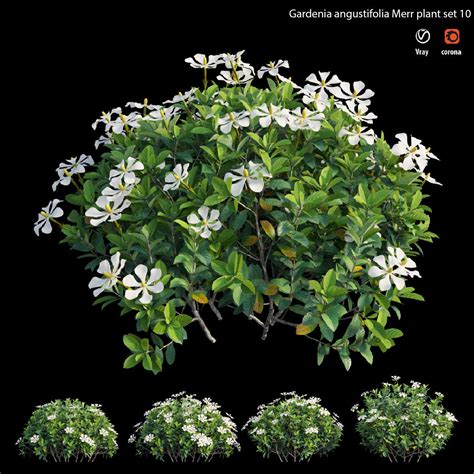 Gardenia Angustifolia Merr Plant Set 12 3d Model Cgtrader