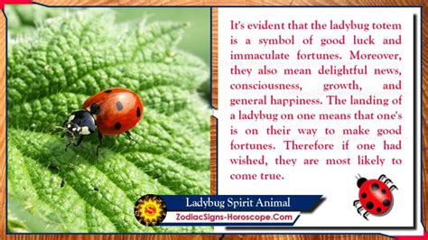 The 69 represents the crab's claws or a woman's breasts. Ladybug Spirit Animal: Totem, Meaning, Symbolism and ...