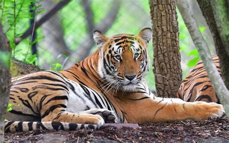 In the last few days you might have seen news reports that srinivas gowda, a man from india, can run 100 metres faster than usain bolt's world record of 9.58 seconds. India's Tiger Census 2018 sets new Guinness World Record