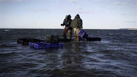 Know Where Your Fish Comes From Wellfleet Oysters And Clams Youtube