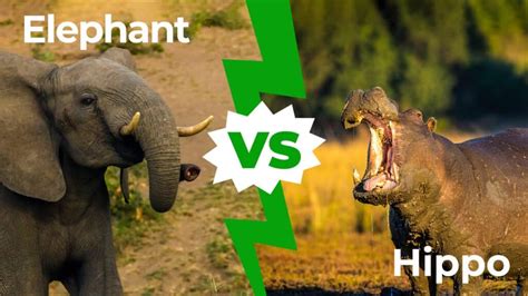 Elephant Vs Hippo Who Would Win In A Fight Unianimal