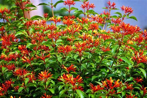 Recommended Sun Loving Native Shrubs For Central Florida
