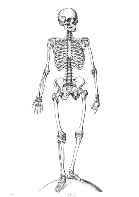 Unlabeled Diagram Of The Human Skeleton Education Subject Human