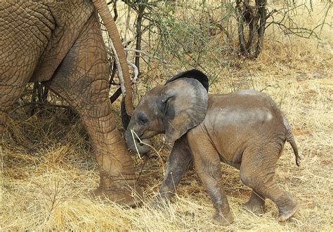 Baby Elephant Sally Walton Flickr
