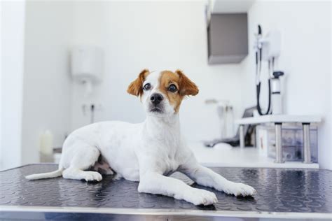 Diarrea amarilla en perros con insuficiencia pancreática exocrina Vets Clinics