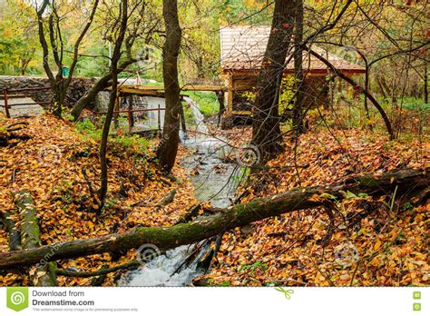 Creek In The Autumn Forest Stock Photo Image Of Branch 78946500