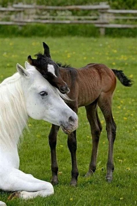 12 Precious Photos Of Foals And Their Moms That Prove Theres Nothing