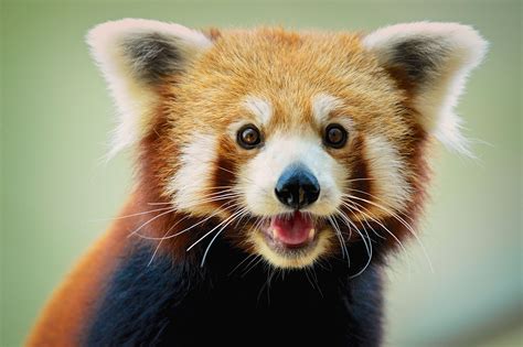San Francisco Zoo Live Streams Red Pandas For Election