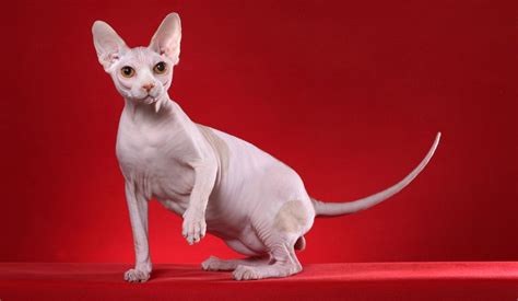History Of Sphynx Cats Origins And Evolution