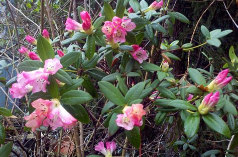 Anytime of the year, you can take advantage of the gas lantern routine and increase your plant size before flowering. Early blooming Seta rhododendrons with pink and white ...