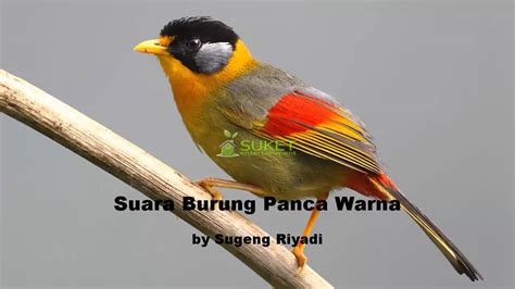 Suara Burung Kicau Panca Warna