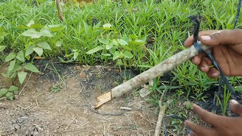 Sedikit pemahaman dasar tentang penanaman kacang panjang dapat membantu produktivitas dalam bertani. CARA MEMBUAT LANJARAN KACANG PANJANG HEMAT KAYU - YouTube