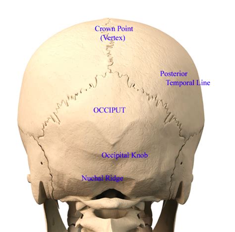 Back Of Skull Anatomy Skull Anatomy Cranial Bone And Suture Labeled
