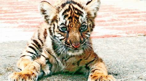 Kerala Rescued 9 Month Old Tiger Cub Learns To Hunt One Paw At A Time